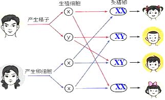 生男生女的機率|涨知识！生男生女的概率，并不是各占一半「中国科普。